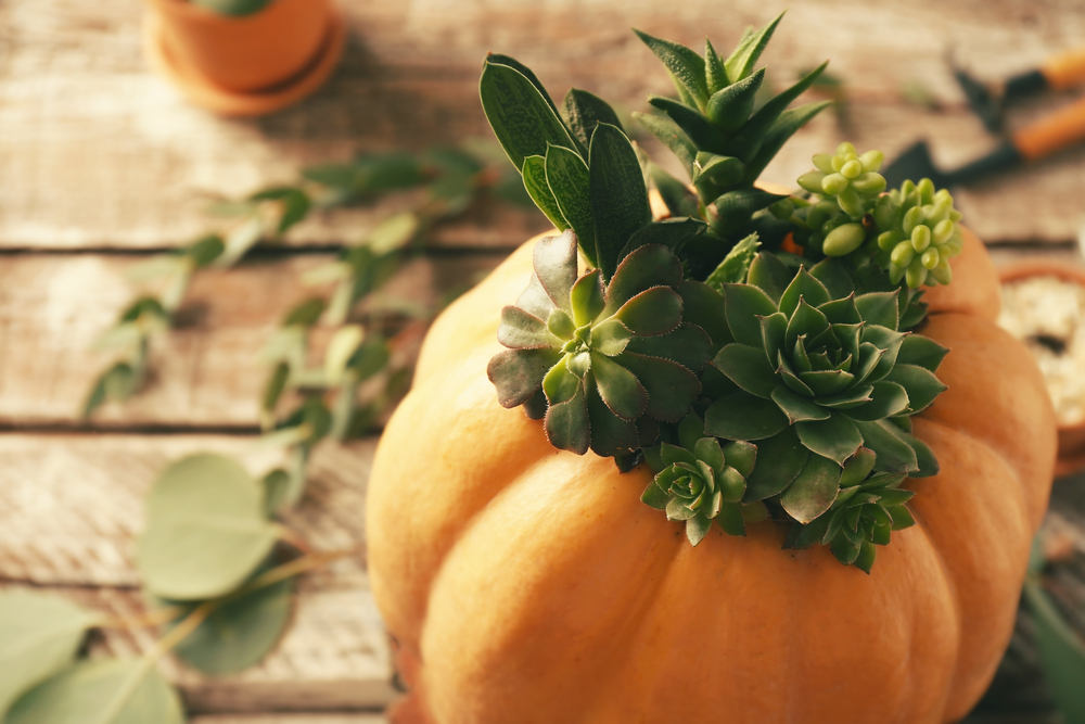 How to Make a Pumpkin Succulent Centerpiece